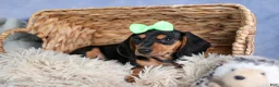 Miniature Dachshund dogs for sale: 🐾 MEET VARGO 🐶❤️ - Ad 16