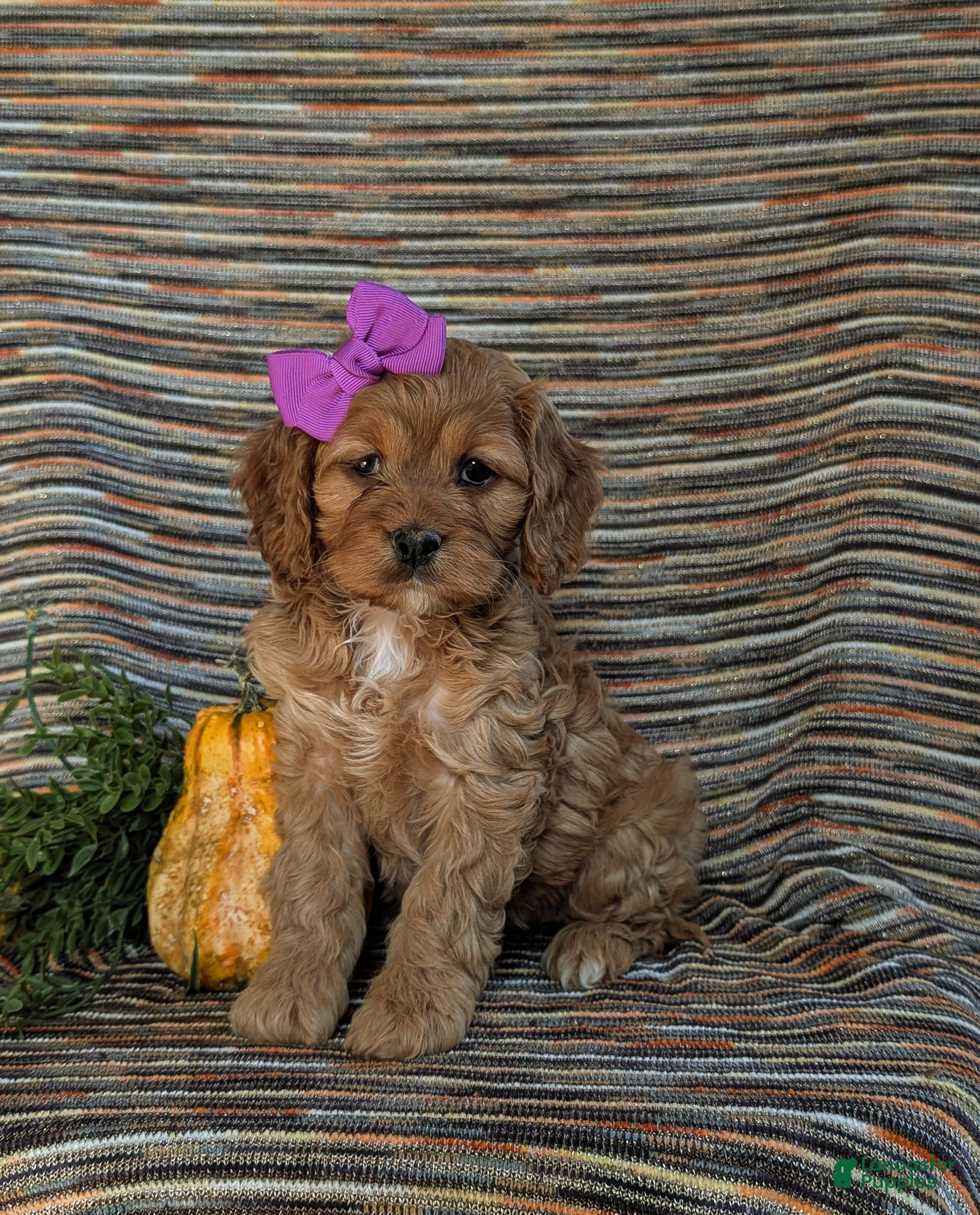 Cockapoo dogs for sale: Justine - Ad 1