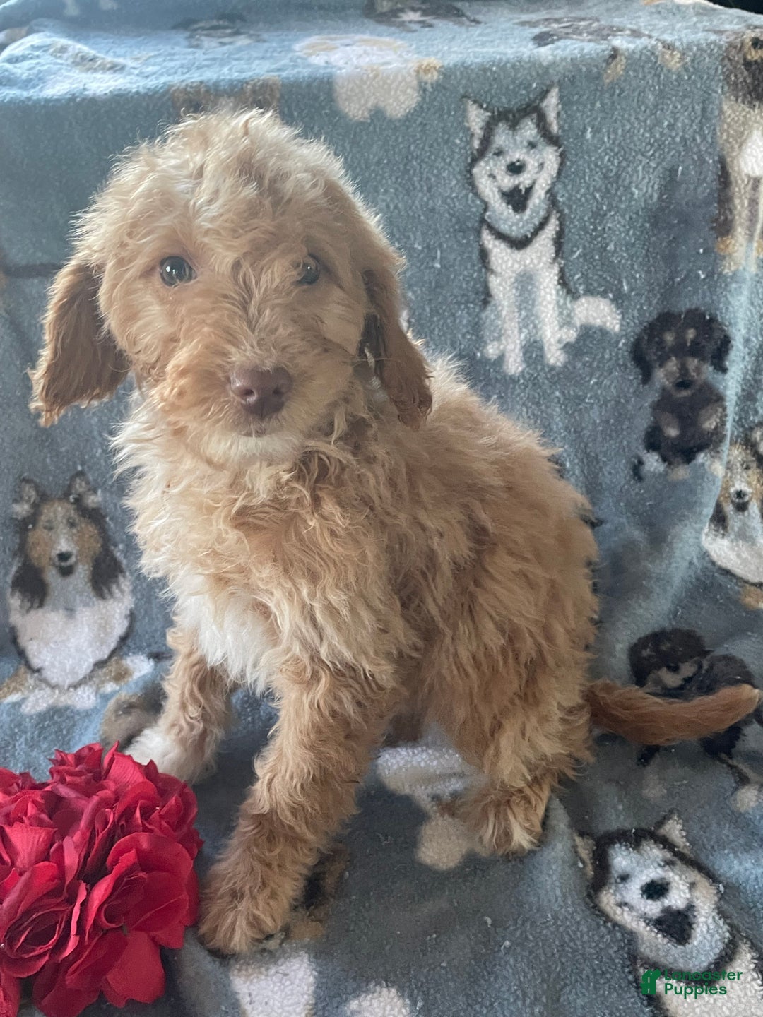 Mini Goldendoodle dogs for sale: Winnie - Ad 2