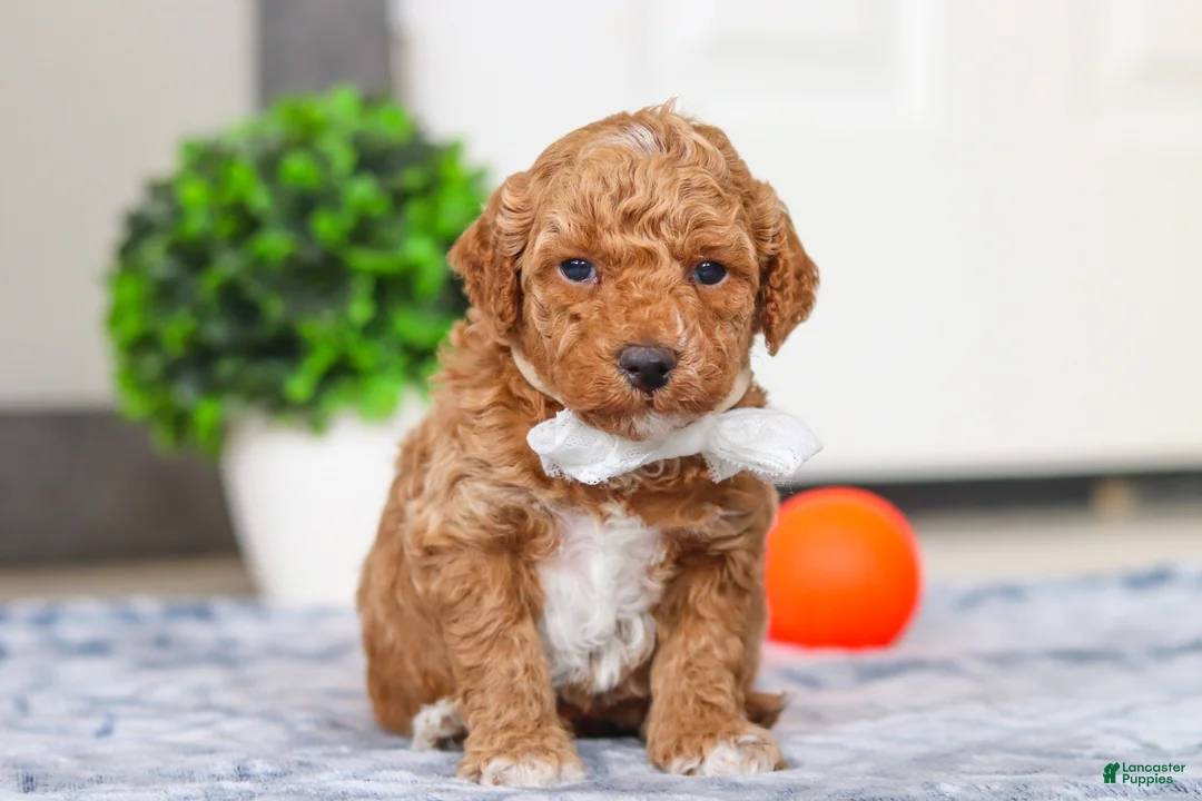 Mini Goldendoodle dogs for sale: Maddie - Ad 1