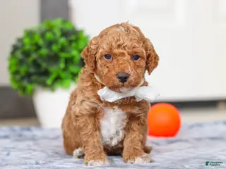 Mini Goldendoodle dogs Maddie - Ad 33