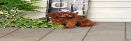 Toy Poodle dogs for sale: Maple - Potty and Crate Trained - Ad 3