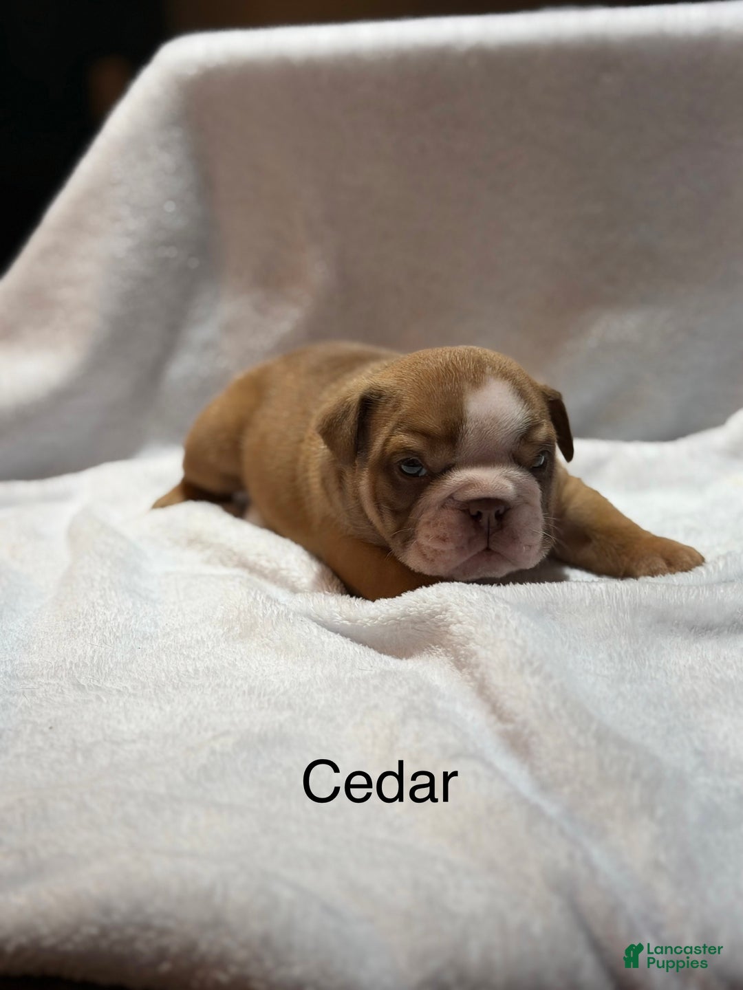 English Bulldog dogs for sale: English Bulldog Puppy 2 - Ad 6