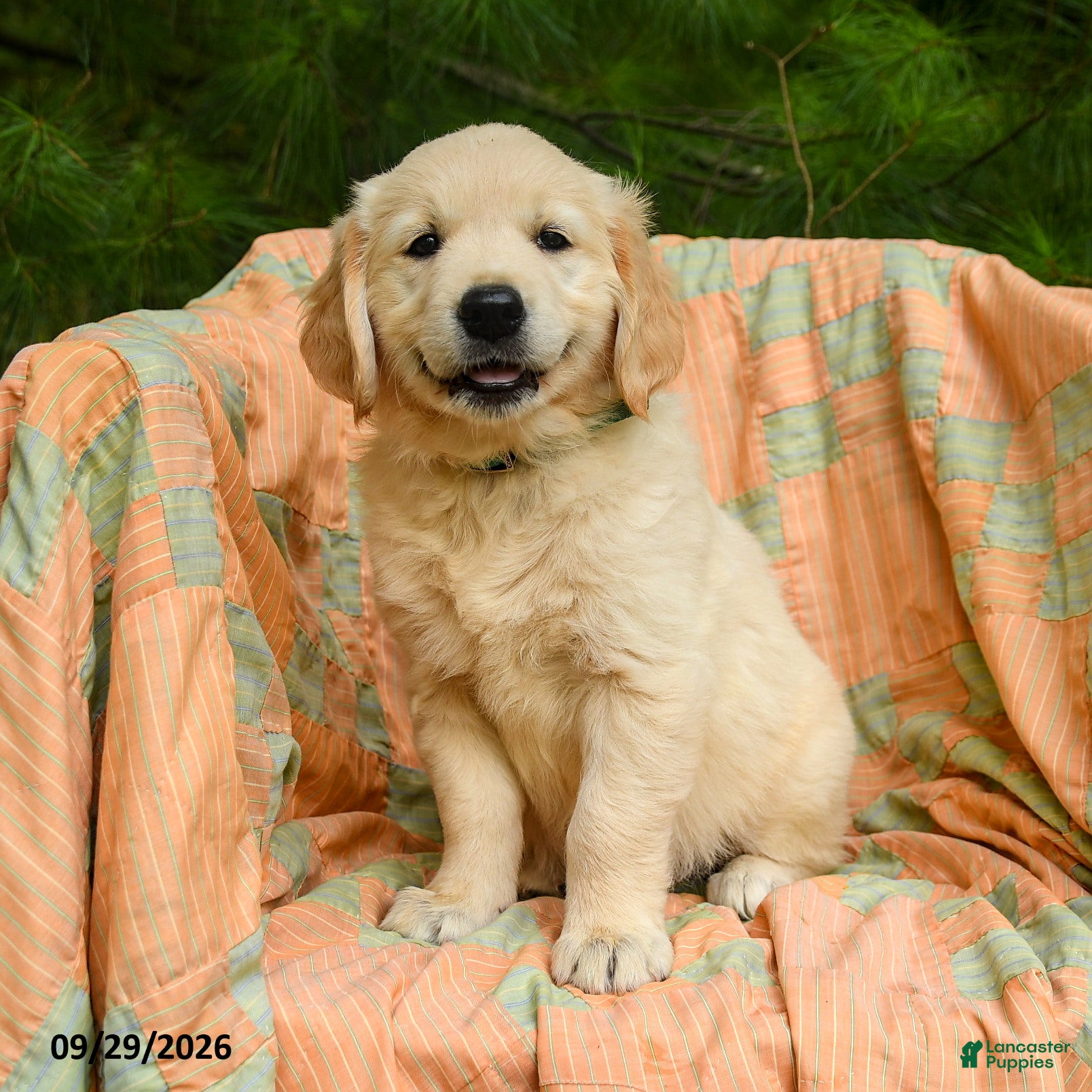 Golden Retriever dogs Holly - Ad 1