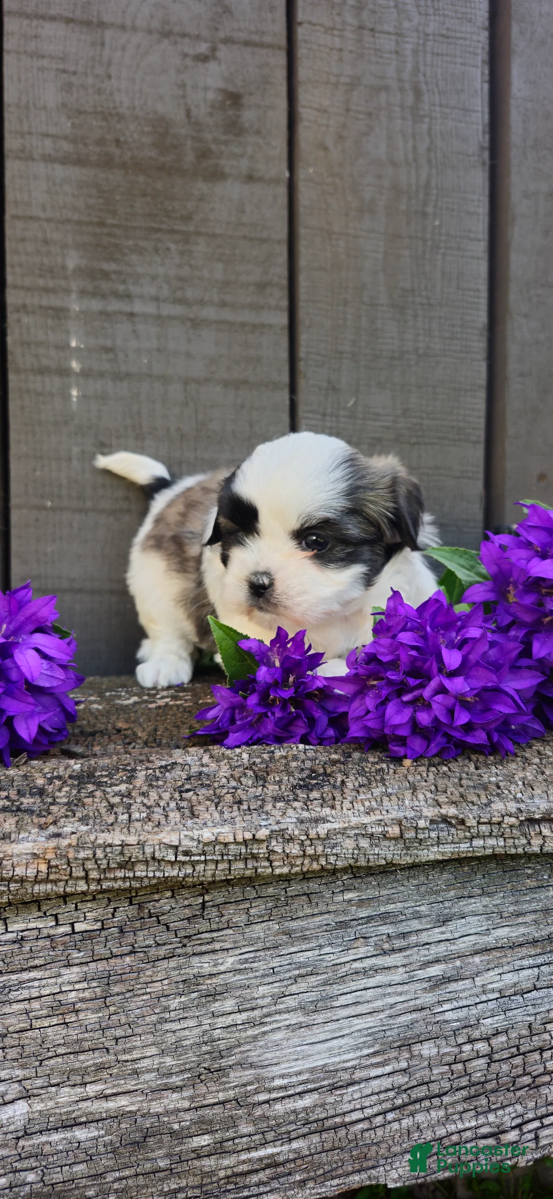 Teddy Bear dogs for sale: Sheila - Ad 2