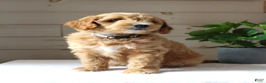 Milo