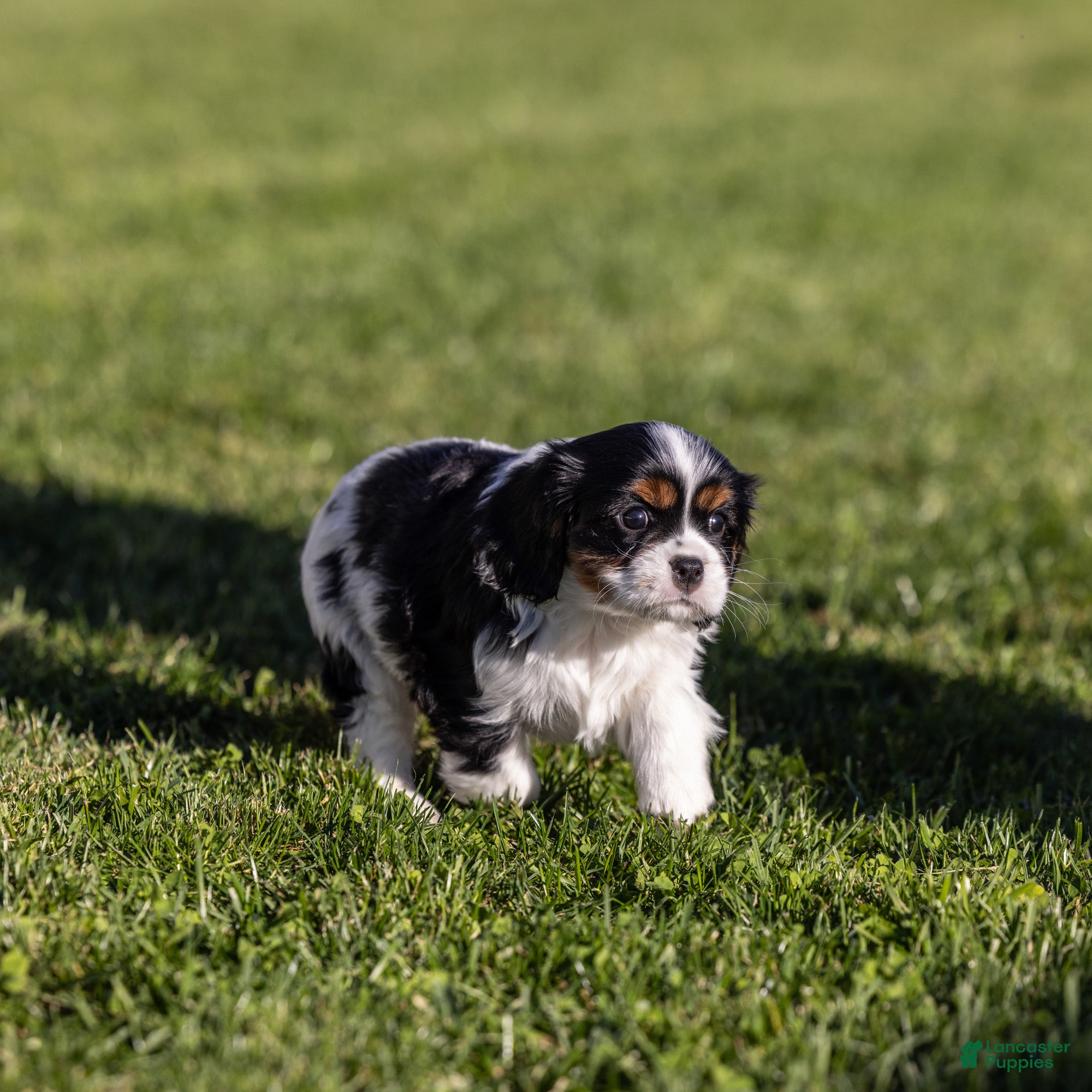 Cavalier King Charles Spaniel dogs Oreo - Ad 2