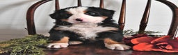 Bernese Mountain Dog dogs for sale: Jane - Ad 4
