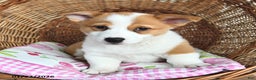 Welsh Corgi Pembroke dogs for sale: Rosy - Ad 1