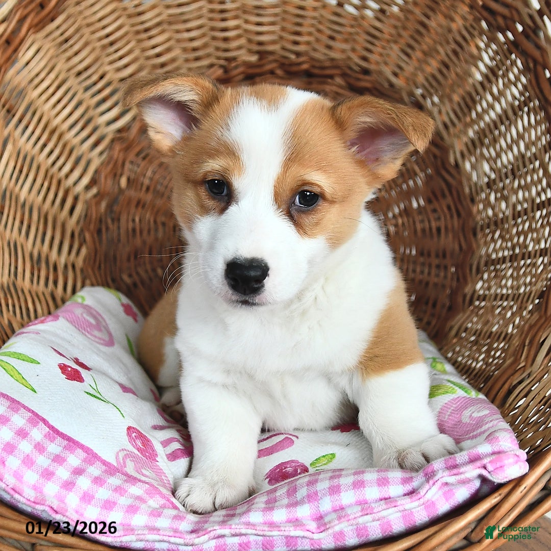 Welsh Corgi Pembroke dogs for sale: Rosy - Ad 1