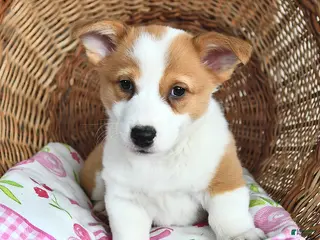 Welsh Corgi Pembroke dogs Rosy - Ad 18