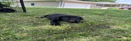 Labrador Retriever dogs for sale: Ruger (Blue) - Ad 8
