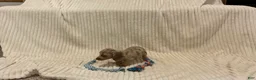 Dachshund dogs for sale: Bella - Ad 5