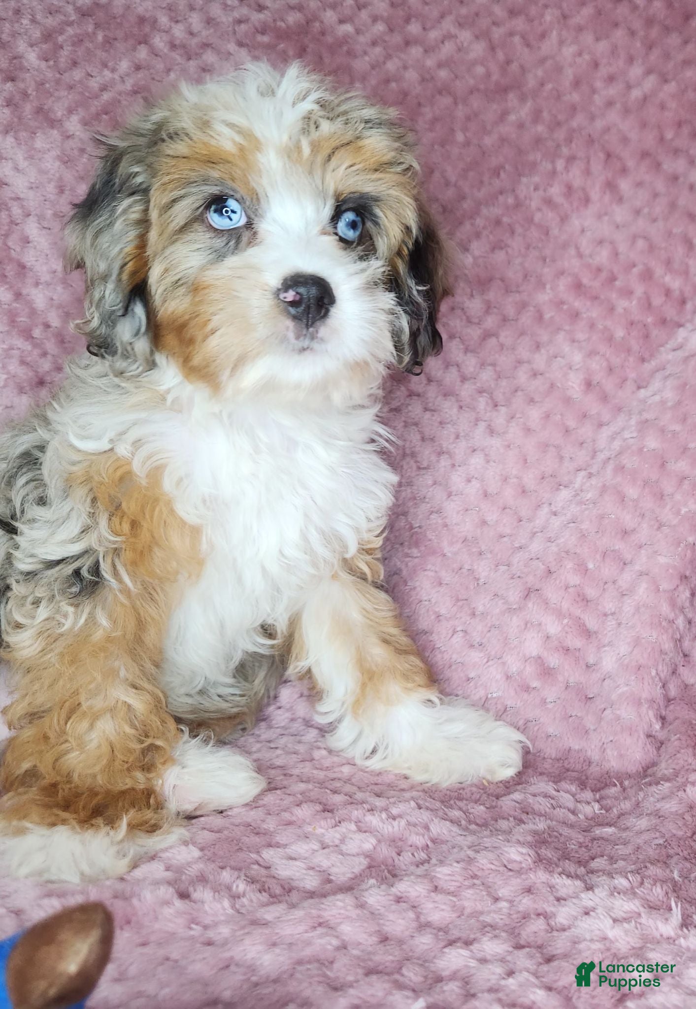 Cavapoo dogs Cavapoo 1 - Ad 1