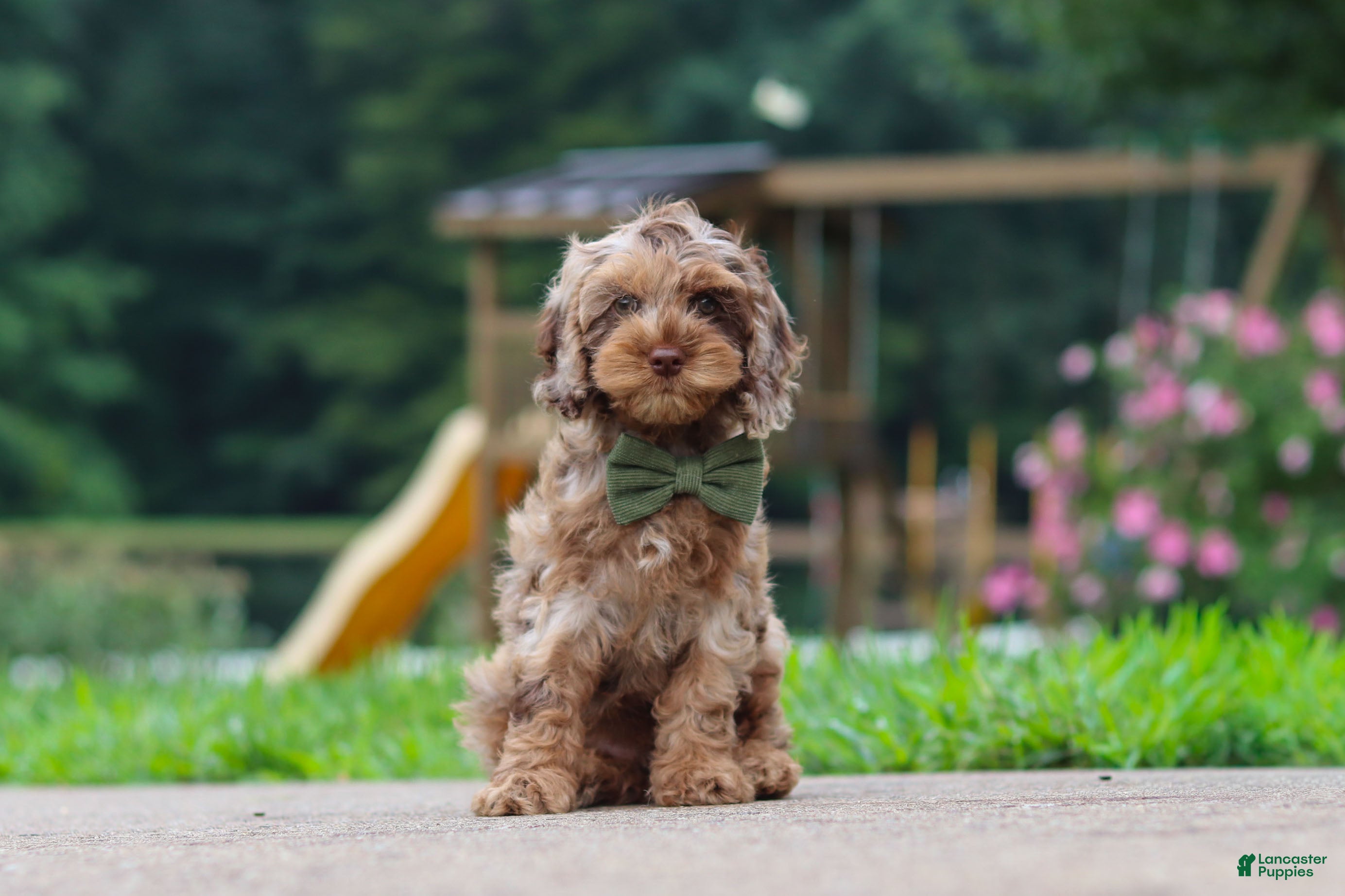 Cockapoo dogs Kobe - Ad 1