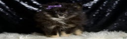 Pomeranian dogs for sale: Puffy - Ad 7