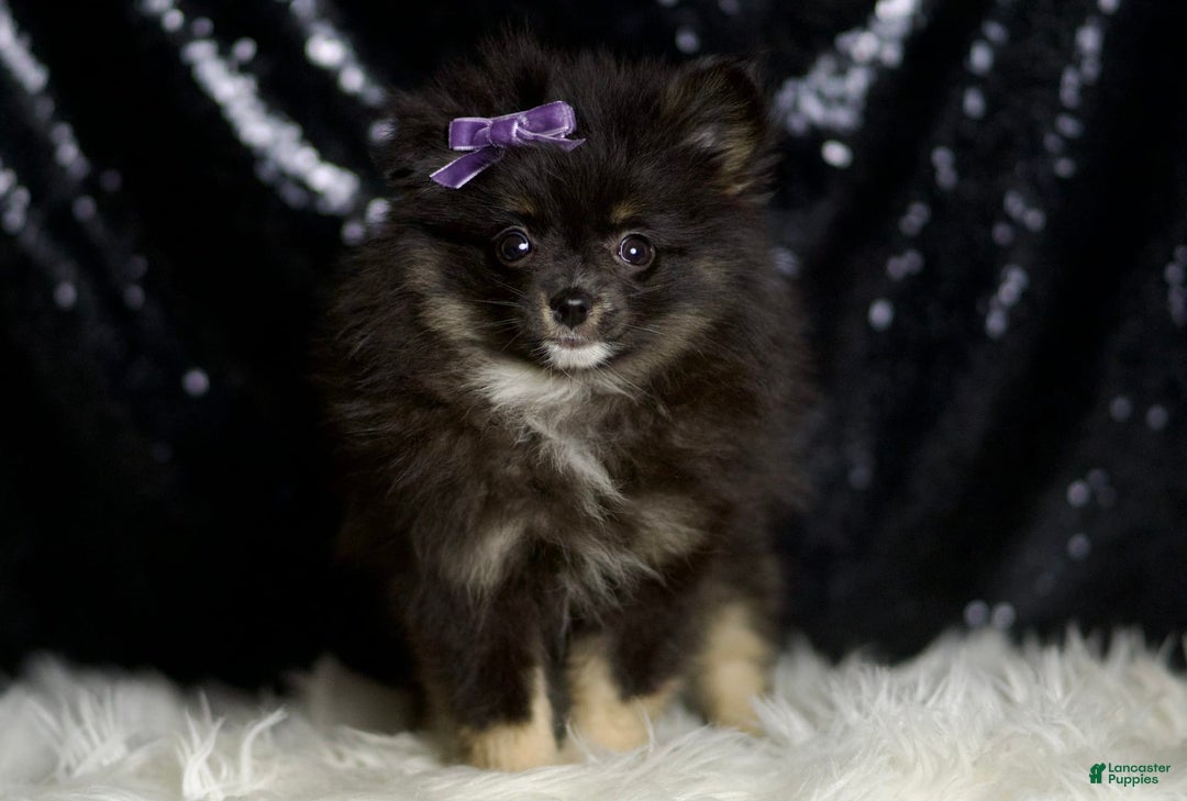 Pomeranian dogs for sale: Puffy - Ad 7