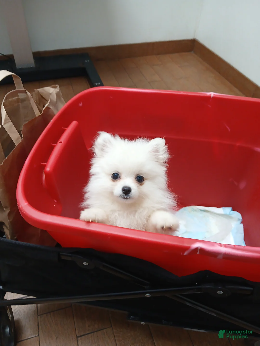 Pomeranian dogs for sale: AKC Grace - Ad 7