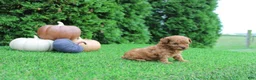 Toy Poodle dogs for sale: AKC Enzo(tiny) - Ad 6