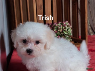 Teddy Bear dogs - Ad 39