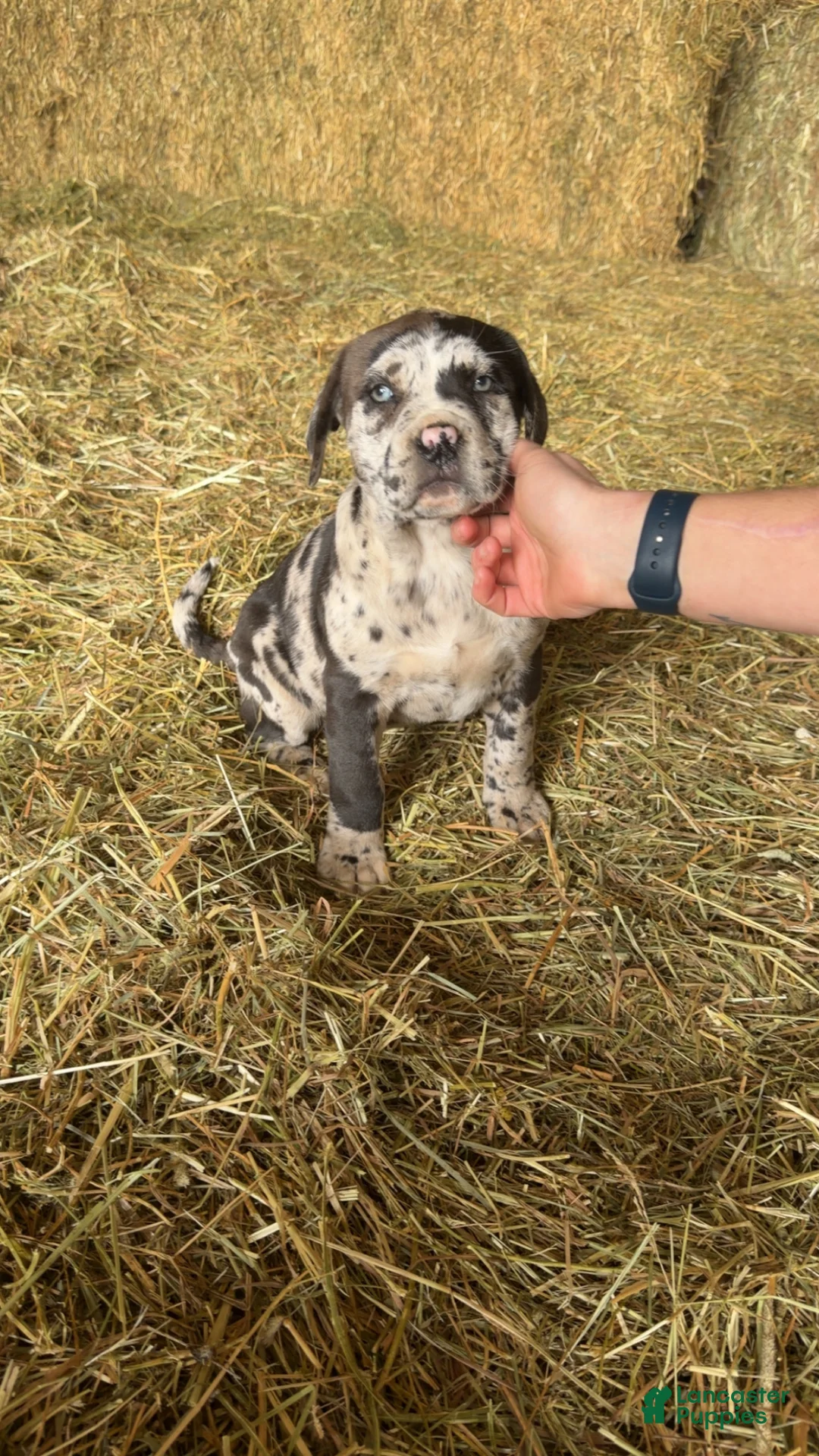 English Mastiff dogs for sale: English Mastiff Puppy 2 - Ad 8