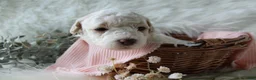 Bichpoo dogs for sale: Birdie - Ad 8