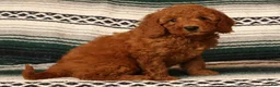 Mini Goldendoodle dogs for sale: Mae - Ad 3
