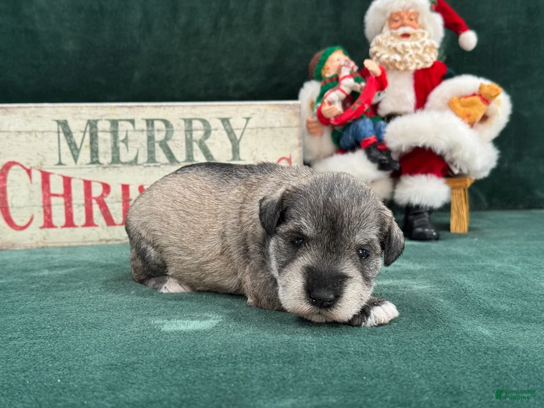 Miniature Schnauzer dogs for sale: Elsa Female 3 - Ad 4