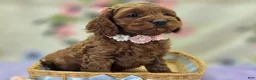 Cockapoo dogs for sale: Glaze - Ad 3