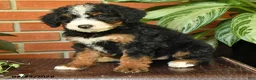 Bernedoodle dogs for sale: Jewel - Ad 4