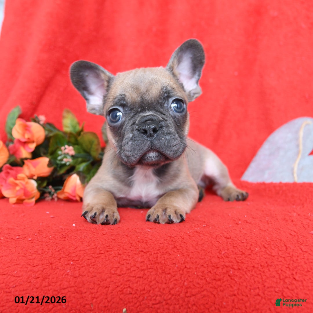 French Bulldog dogs for sale: Pierre - Ad 5
