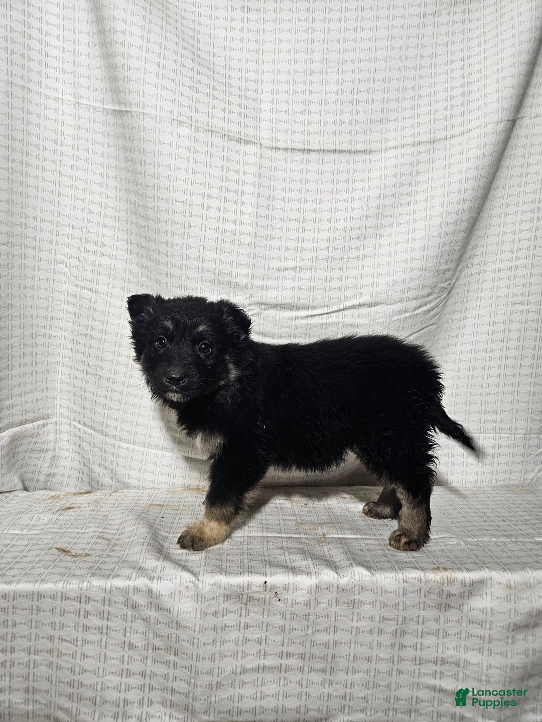 Mixed Breed dogs for sale: Sofia - Ad 2