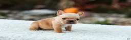 French Bulldog dogs for sale: Jack - Fawn Cream - Ad 4
