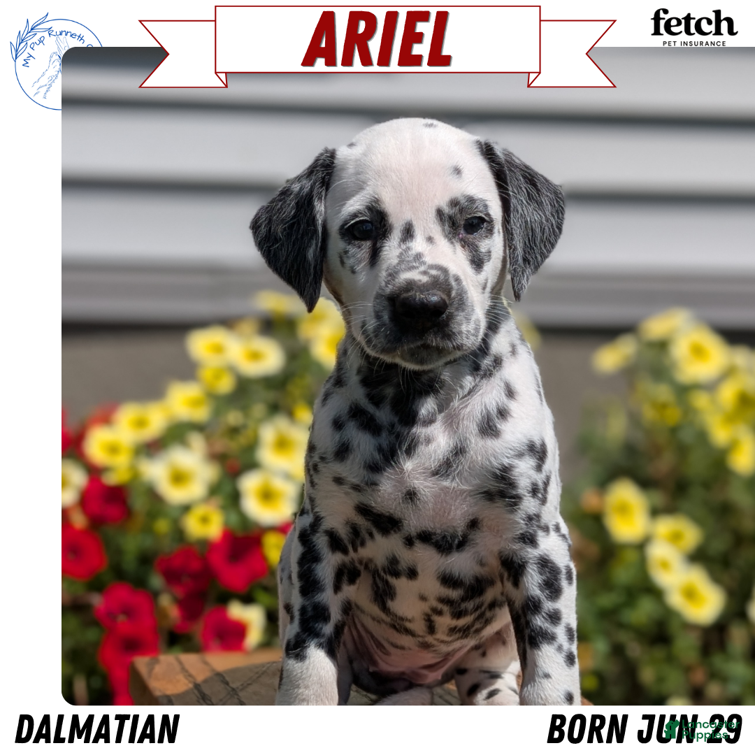 Dalmatian dogs Ariel - Ad 1