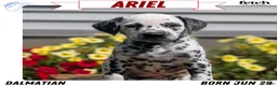 Dalmatian dogs for sale: Ariel - Ad 1