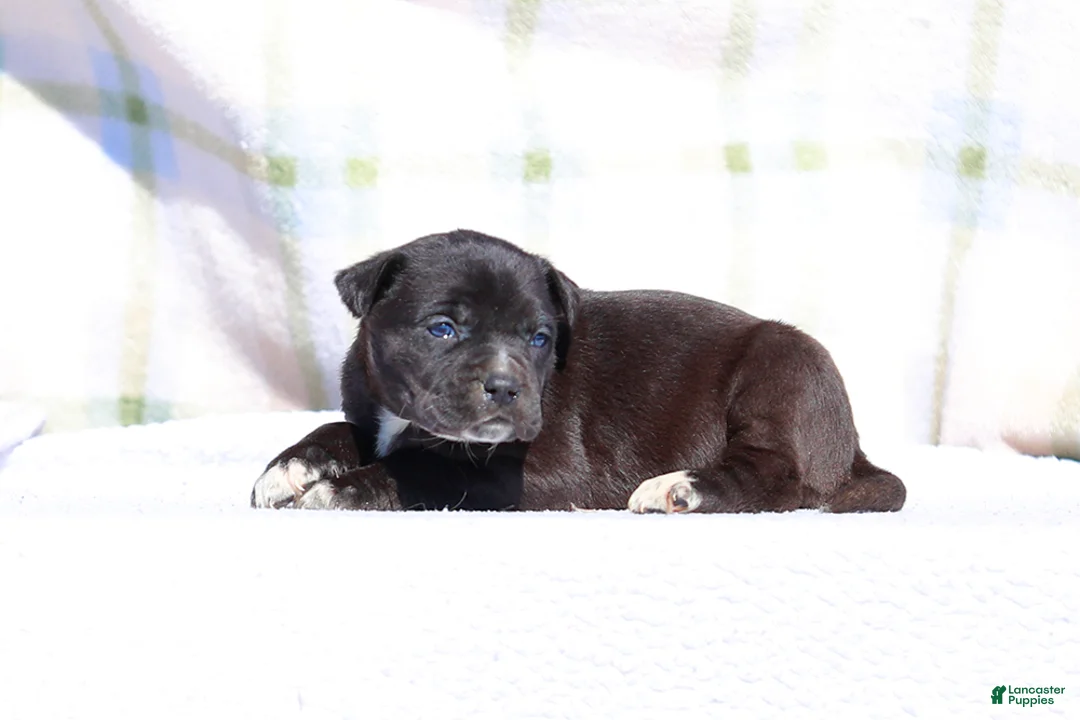 Mixed Breed dogs for sale: Magpie - European Doberdane GIRL! - Ad 3