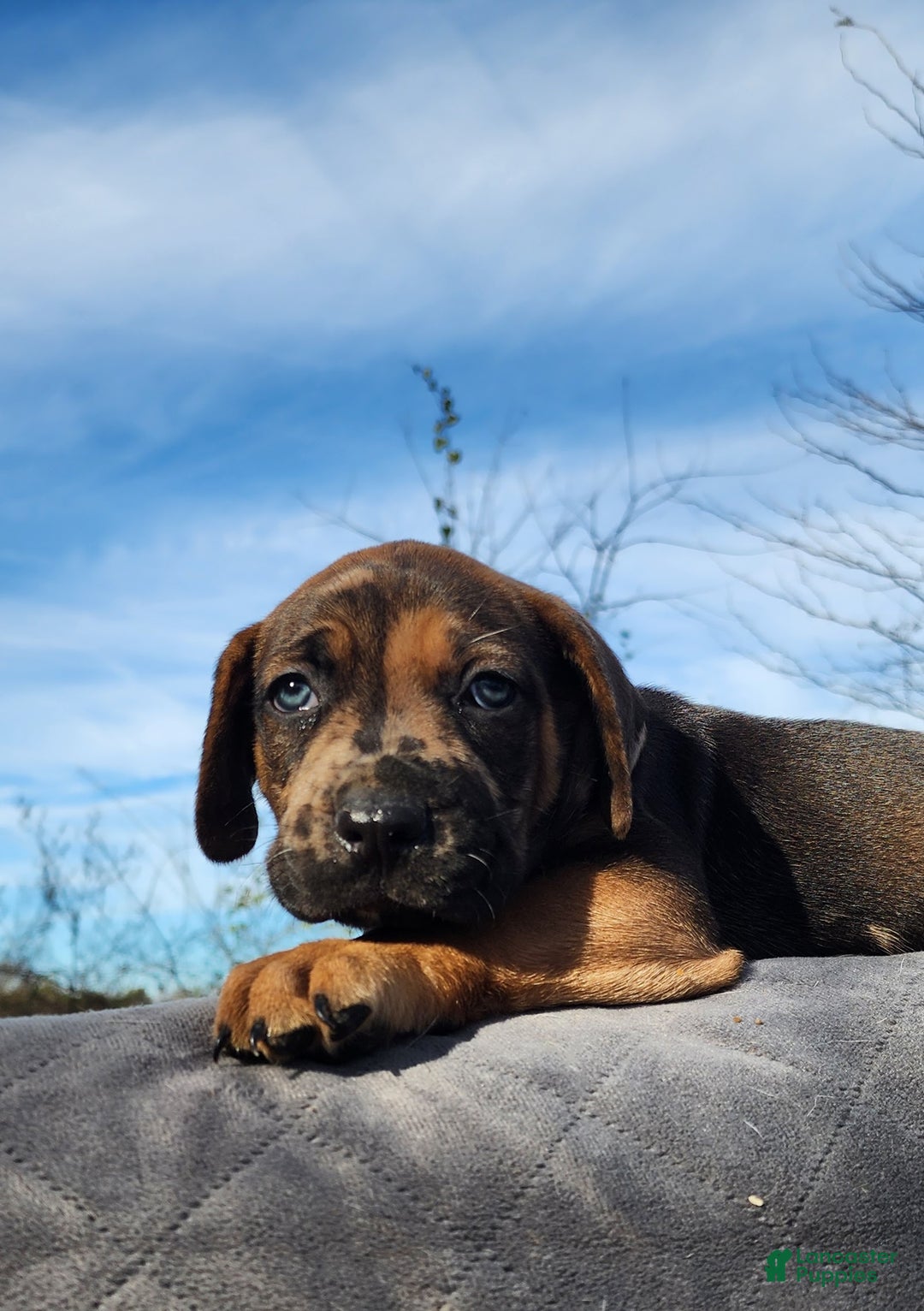 Catahoula Leopard Dog dogs for sale: Tala 2025 Male 2 - Ad 2