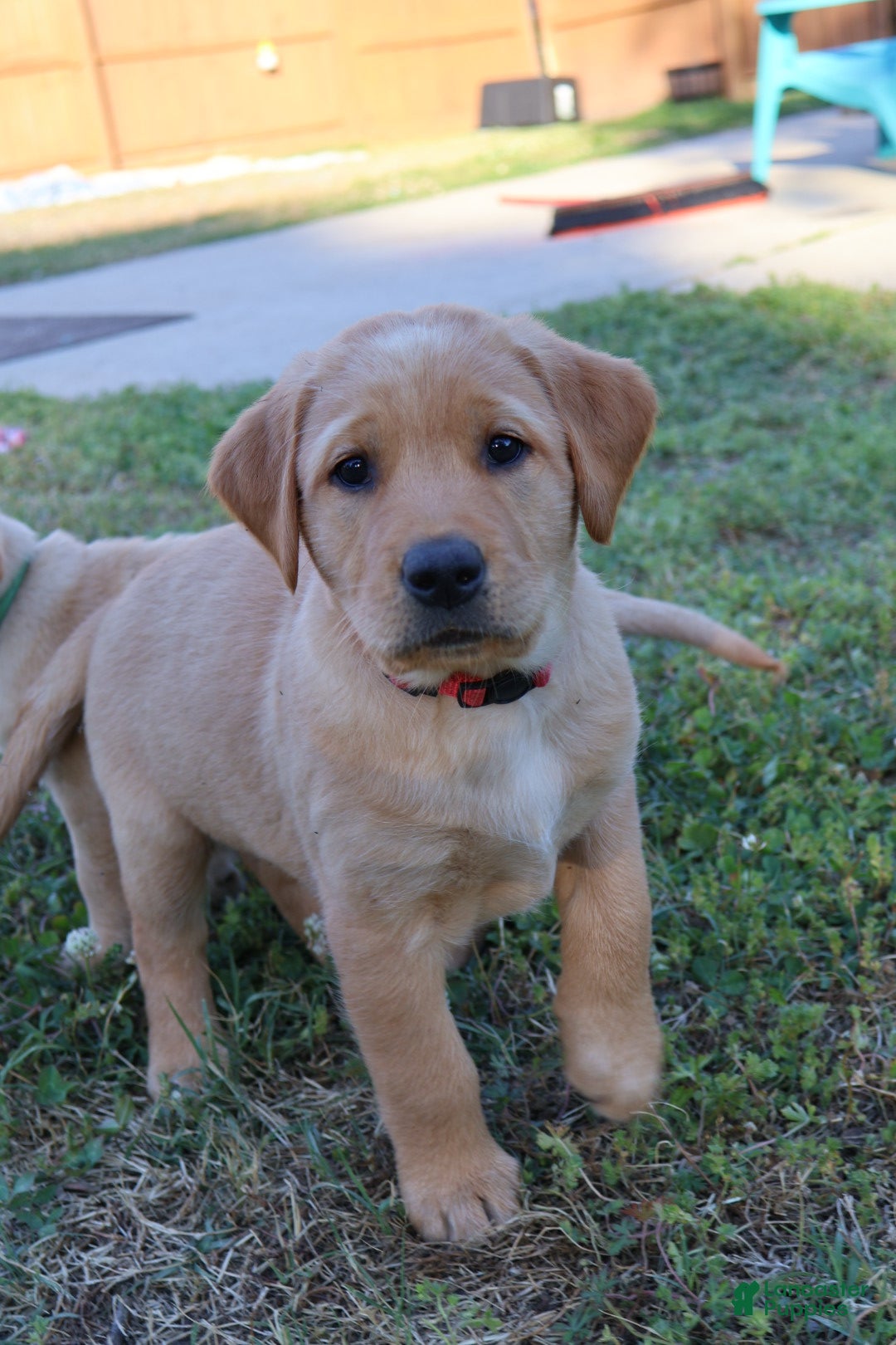 Goldador dogs Goldador Puppy 9 - Ad 2