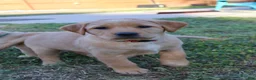 Goldador dogs for sale: Goldador Puppy 9 - Ad 1