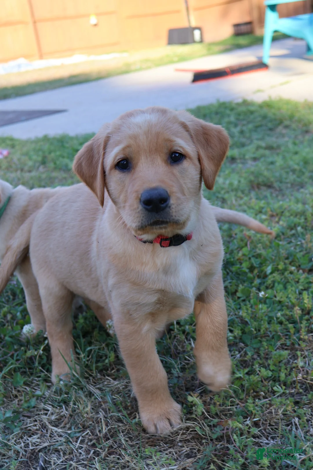 Goldador dogs for sale: Goldador Puppy 9 - Ad 1