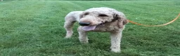 Goldendoodle dogs for sale: Theo - Ad 13