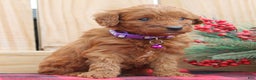 Irish Doodle dogs for sale: Vesta - Mini - Ad 2