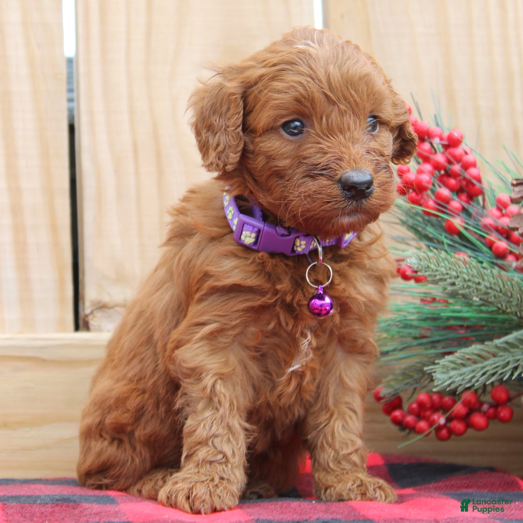 Irish Doodle dogs for sale: Vesta - Mini - Ad 2