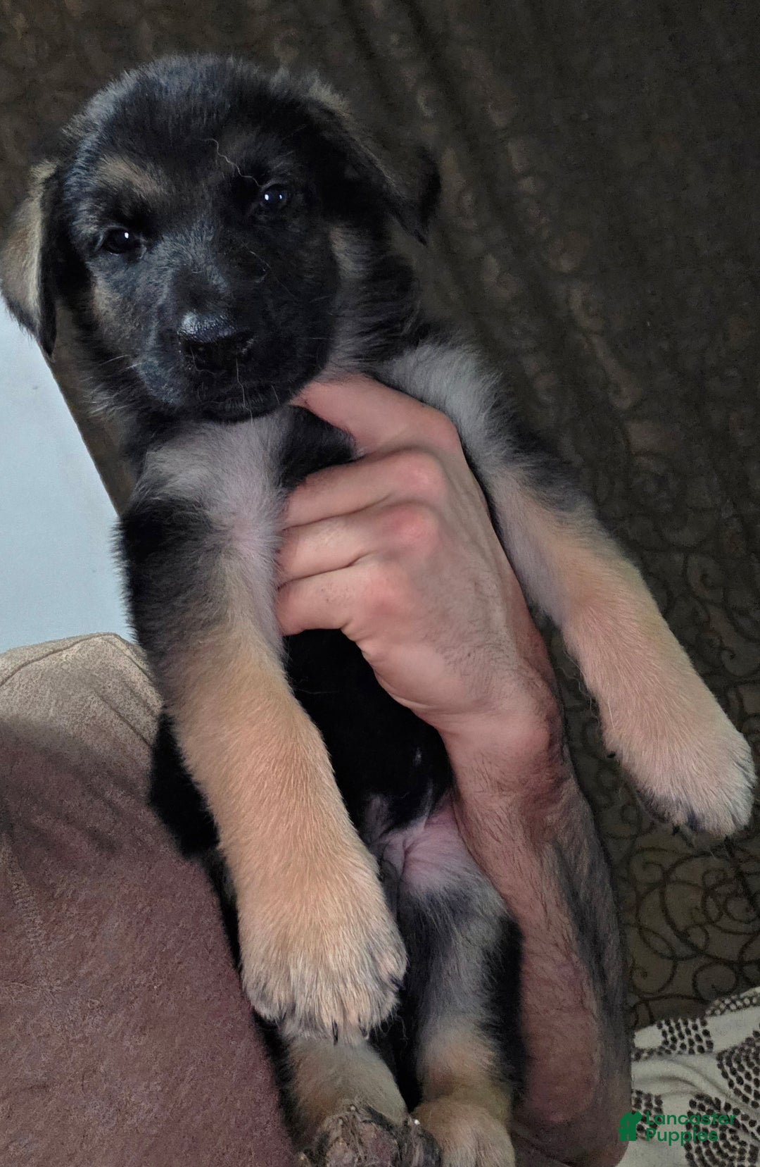 German Shepherd dogs for sale: Copper (9) - Ad 2