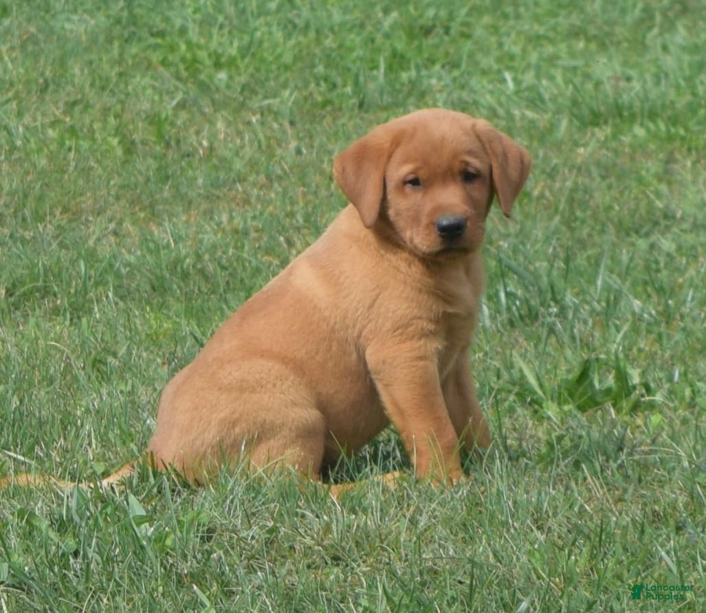 Labrador Retriever dogs Sunny - Ad 2