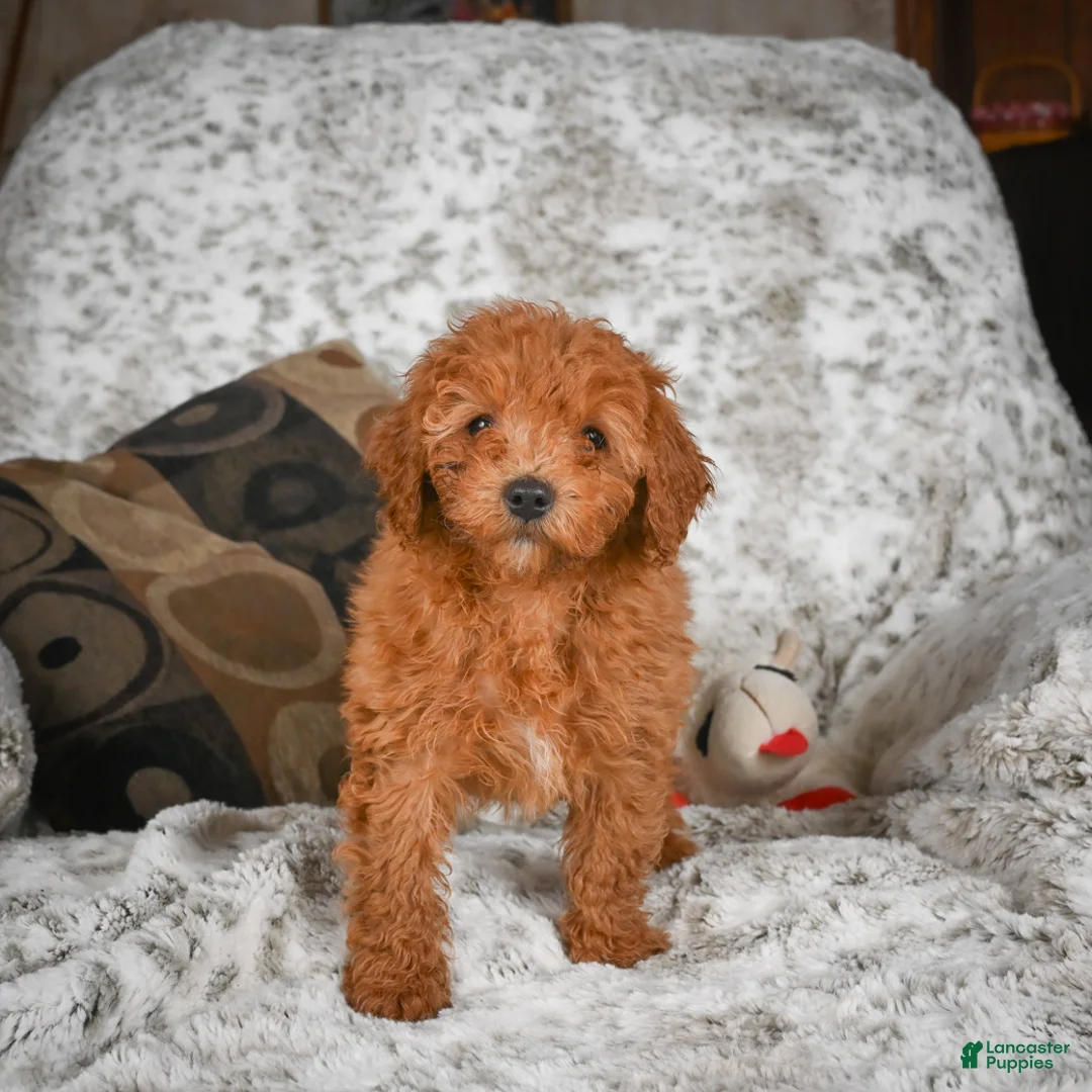 Cavapoo dogs for sale: Callie - Ad 2