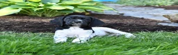 German Shorthaired Pointer dogs for sale: Polly - Ad 4