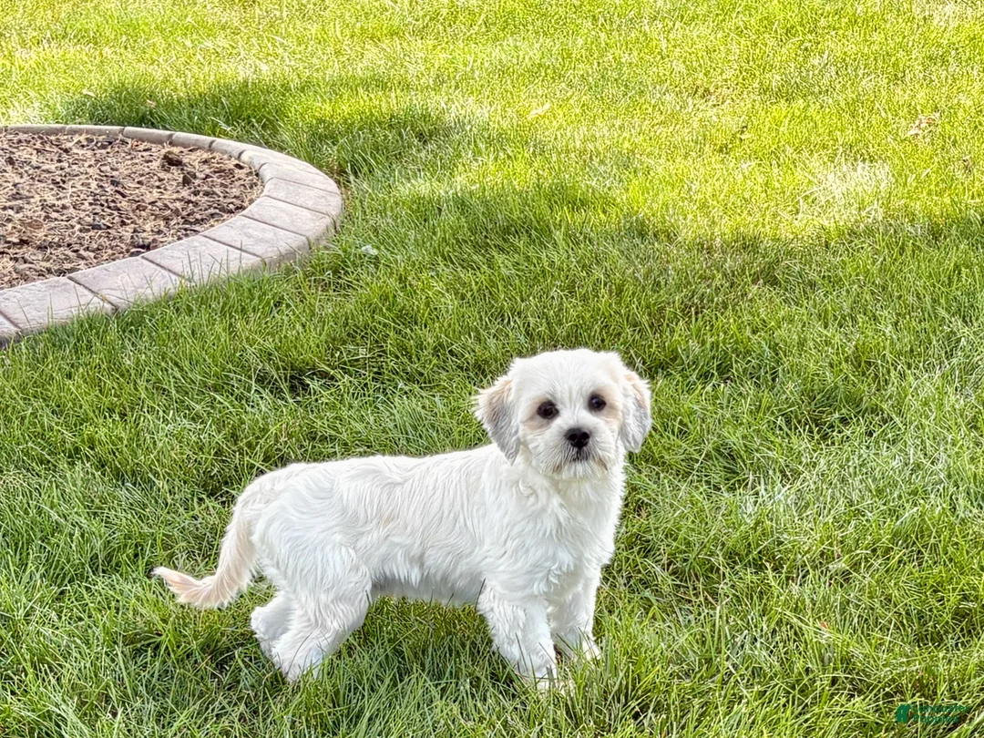Lhasa Apso dogs for sale: Corey  - Ad 1