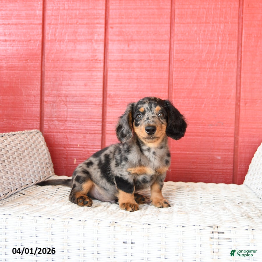 Dachshund dogs Tommy  - Ad 2