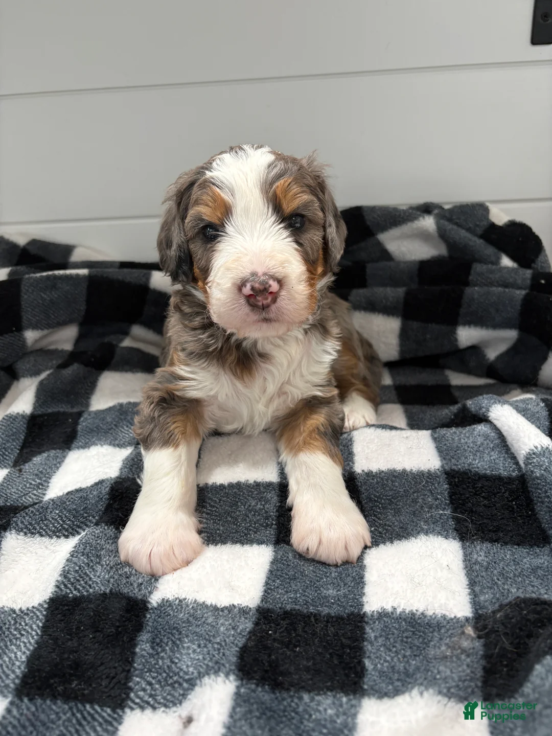 Bernedoodle dogs for sale: Bozey - Ad 1